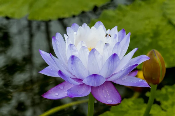 Diese Schöne Seerose Oder Lotusblume Wird Durch Die Satten Farben — Stockfoto