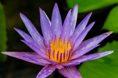 Bu güzel nilüfer çiçeği ya da nilüfer çiçeği derin mavi su yüzeyinin zengin renkleri tarafından iltifat edilir. Doymuş renkler ve canlı detaylar bunu neredeyse gerçeküstü bir görüntü yapar..