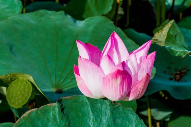 Bu güzel nilüfer çiçeği ya da nilüfer çiçeği derin mavi su yüzeyinin zengin renkleri tarafından iltifat edilir. Doymuş renkler ve canlı detaylar bunu neredeyse gerçeküstü bir görüntü yapar..