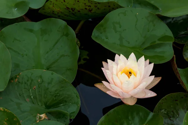 Esta Bela Flor Lírio Lótus Complementada Pelas Cores Ricas Superfície — Fotografia de Stock