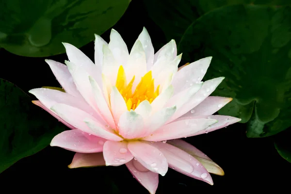 Diese Wunderschöne Seerose Oder Lotusblume Wird Durch Die Satten Farben — Stockfoto