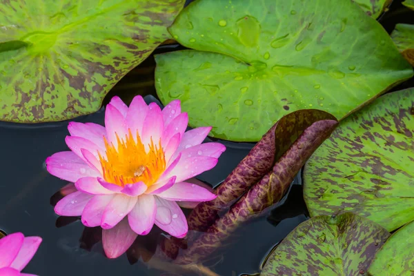 Esta Bela Flor Lírio Lótus Complementada Pelas Cores Ricas Superfície — Fotografia de Stock