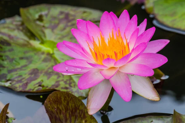 Beautiful Waterlily Lotus Flower Complimented Rich Colors Deep Blue Water — Stock Photo, Image