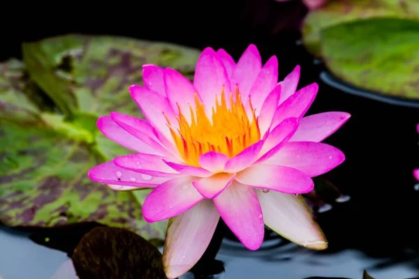 Esta Bela Flor Lírio Lótus Complementada Pelas Cores Ricas Superfície — Fotografia de Stock