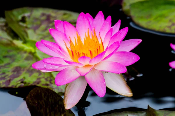 Αυτό Όμορφο Νούφαρο Λουλούδι Λωτού Συμπληρώνεται Από Πλούσια Χρώματα Της — Φωτογραφία Αρχείου