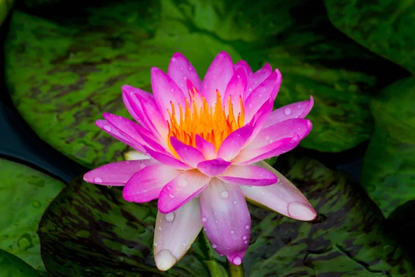 Diese Wunderschöne Seerose Oder Lotusblume Wird Durch Die Satten Farben — Stockfoto