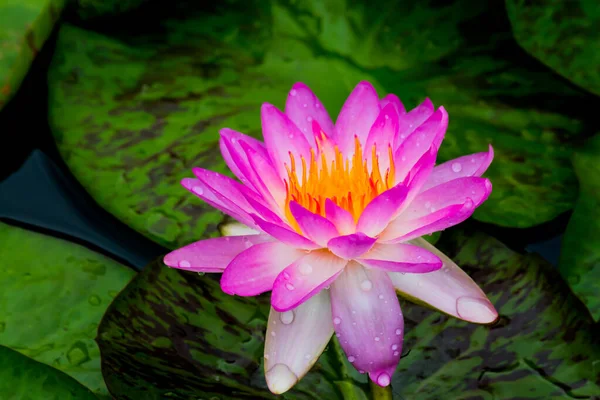 Beautiful Waterlily Lotus Flower Complimented Rich Colors Deep Blue Water — Stock Photo, Image