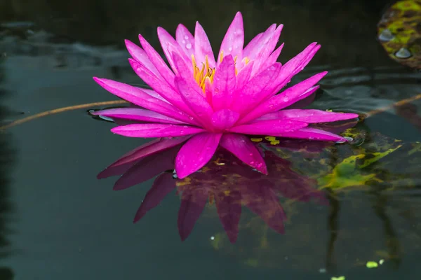 Deze Prachtige Waterlelie Lotusbloem Wordt Gecomplimenteerd Door Rijke Kleuren Van — Stockfoto