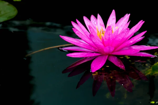 Beautiful Waterlily Lotus Flower Complimented Rich Colors Deep Blue Water — Stock Photo, Image