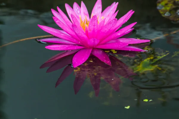 Esta Hermosa Flor Lirio Loto Complementa Con Los Ricos Colores — Foto de Stock