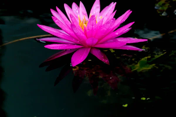 Denna Vackra Vattenlilja Eller Lotusblomma Kompletteras Rika Färgerna Den Djupblå — Stockfoto