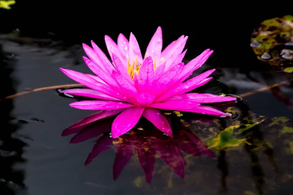 Beautiful Waterlily Lotus Flower Complimented Rich Colors Deep Blue Water — Stock Photo, Image