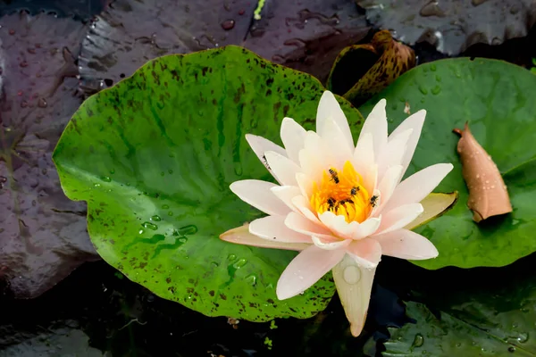 Questo Bellissimo Fiore Ninfee Loto Complimenta Con Ricchi Colori Della — Foto Stock