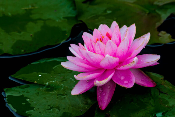 Этот красивый водянистый или лотосный цветок дополнен богатыми цветами глубокой голубой водной поверхности. Насыщенные цвета и яркие детали делают изображение почти сюрреалистичным..