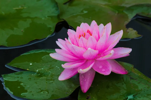 Esta Bela Flor Lírio Lótus Complementada Pelas Cores Ricas Superfície — Fotografia de Stock