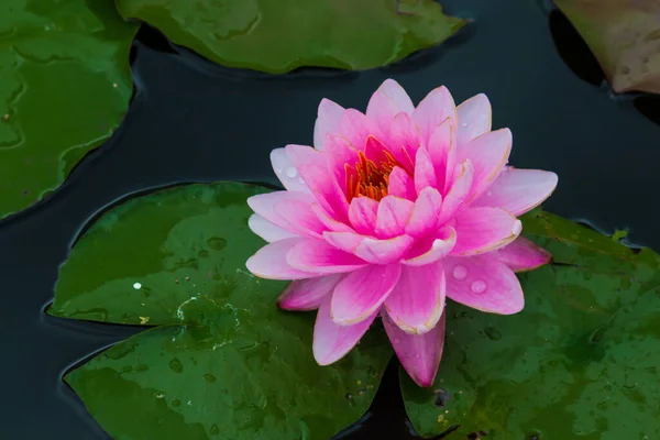 Deze Prachtige Waterlelie Lotusbloem Wordt Gecomplimenteerd Door Rijke Kleuren Van — Stockfoto