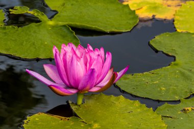 Bu güzel nilüfer çiçeği ya da nilüfer çiçeği derin mavi su yüzeyinin zengin renkleri tarafından iltifat edilir. Doymuş renkler ve canlı detaylar bunu neredeyse gerçeküstü bir görüntü yapar..
