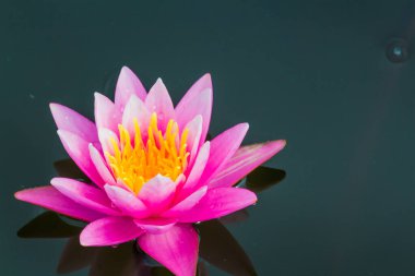 Bu güzel nilüfer çiçeği ya da nilüfer çiçeği derin mavi su yüzeyinin zengin renkleri tarafından iltifat edilir. Doymuş renkler ve canlı detaylar bunu neredeyse gerçeküstü bir görüntü yapar..