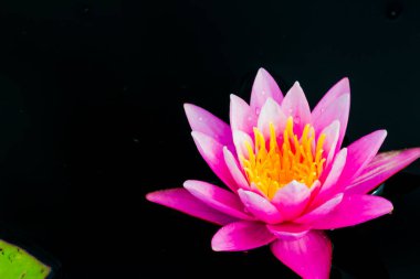 Bu güzel nilüfer çiçeği ya da nilüfer çiçeği derin mavi su yüzeyinin zengin renkleri tarafından iltifat edilir. Doymuş renkler ve canlı detaylar bunu neredeyse gerçeküstü bir görüntü yapar..