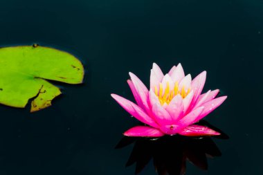 Bu güzel nilüfer çiçeği ya da nilüfer çiçeği derin mavi su yüzeyinin zengin renkleri tarafından iltifat edilir. Doymuş renkler ve canlı detaylar bunu neredeyse gerçeküstü bir görüntü yapar..