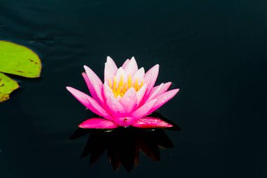 Bu güzel nilüfer çiçeği ya da nilüfer çiçeği derin mavi su yüzeyinin zengin renkleri tarafından iltifat edilir. Doymuş renkler ve canlı detaylar bunu neredeyse gerçeküstü bir görüntü yapar..