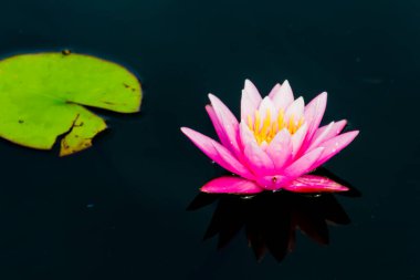 Bu güzel nilüfer çiçeği ya da nilüfer çiçeği derin mavi su yüzeyinin zengin renkleri tarafından iltifat edilir. Doymuş renkler ve canlı detaylar bunu neredeyse gerçeküstü bir görüntü yapar..