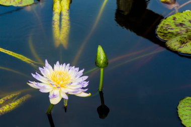 Bu güzel nilüfer çiçeği ya da nilüfer çiçeği derin mavi su yüzeyinin zengin renkleri tarafından iltifat edilir. Doymuş renkler ve canlı detaylar bunu neredeyse gerçeküstü bir görüntü yapar..
