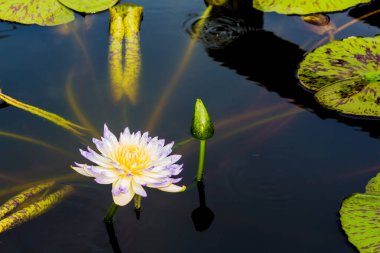 Bu güzel nilüfer çiçeği ya da nilüfer çiçeği derin mavi su yüzeyinin zengin renkleri tarafından iltifat edilir. Doymuş renkler ve canlı detaylar bunu neredeyse gerçeküstü bir görüntü yapar..