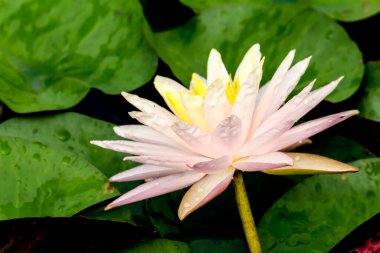 Bu güzel nilüfer çiçeği ya da nilüfer çiçeği derin mavi su yüzeyinin zengin renkleri tarafından iltifat edilir. Doymuş renkler ve canlı detaylar bunu neredeyse gerçeküstü bir görüntü yapar..