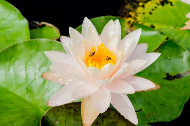 Bu güzel nilüfer çiçeği ya da nilüfer çiçeği derin mavi su yüzeyinin zengin renkleri tarafından iltifat edilir. Doymuş renkler ve canlı detaylar bunu neredeyse gerçeküstü bir görüntü yapar..