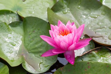 Bu güzel nilüfer çiçeği ya da nilüfer çiçeği derin mavi su yüzeyinin zengin renkleri tarafından iltifat edilir. Doymuş renkler ve canlı detaylar bunu neredeyse gerçeküstü bir görüntü yapar..