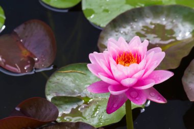 Bu güzel nilüfer çiçeği ya da nilüfer çiçeği derin mavi su yüzeyinin zengin renkleri tarafından iltifat edilir. Doymuş renkler ve canlı detaylar bunu neredeyse gerçeküstü bir görüntü yapar..