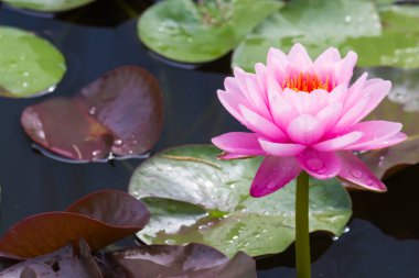 Bu güzel nilüfer çiçeği ya da nilüfer çiçeği derin mavi su yüzeyinin zengin renkleri tarafından iltifat edilir. Doymuş renkler ve canlı detaylar bunu neredeyse gerçeküstü bir görüntü yapar..