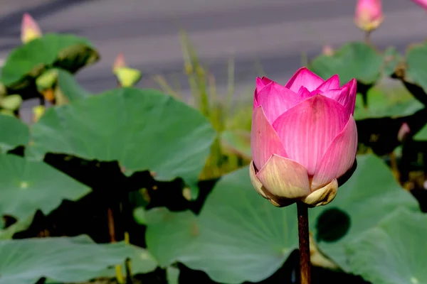 Beautiful Waterlily Lotus Flower Complimented Rich Colors Deep Blue Water — Stock Photo, Image