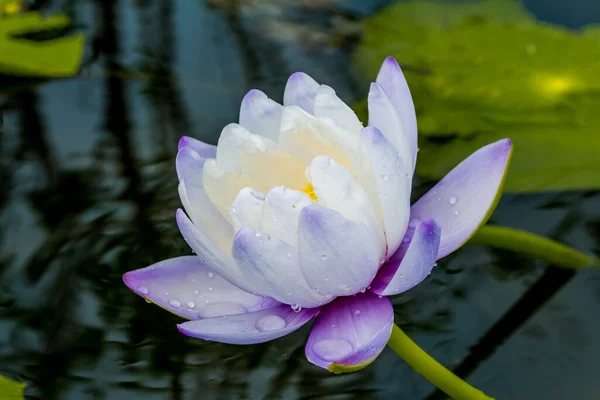 Questo Bellissimo Fiore Ninfee Loto Complimenta Con Ricchi Colori Della — Foto Stock