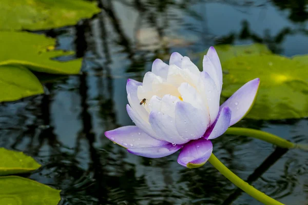 Cette Belle Fleur Nénuphar Lotus Est Complétée Par Les Riches — Photo