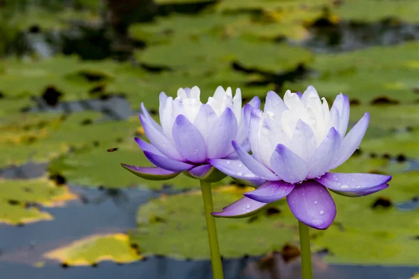 Questo Bellissimo Fiore Ninfee Loto Complimenta Con Ricchi Colori Della — Foto Stock