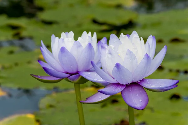 Diese Wunderschöne Seerose Oder Lotusblume Wird Durch Die Satten Farben — Stockfoto