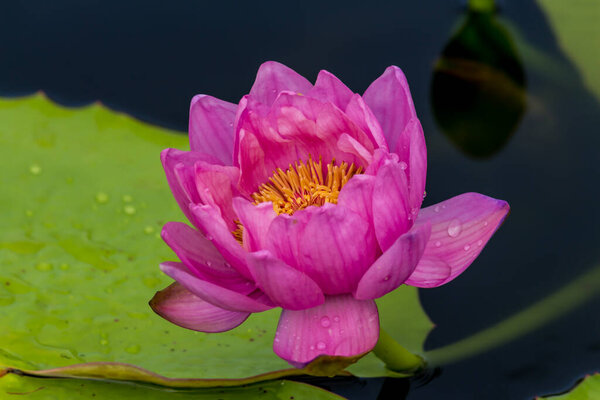 Этот красивый водянистый или лотосный цветок дополнен богатыми цветами глубокой голубой водной поверхности. Насыщенные цвета и яркие детали делают изображение почти сюрреалистичным..