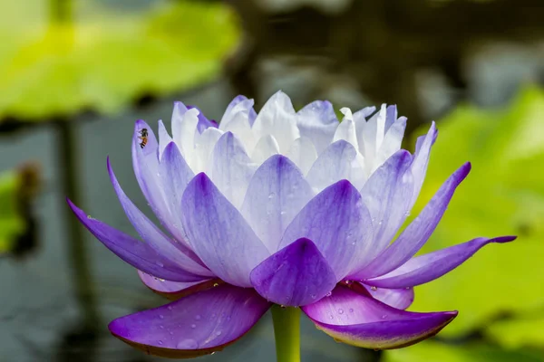 Diese Wunderschöne Seerose Oder Lotusblume Wird Durch Die Satten Farben — Stockfoto