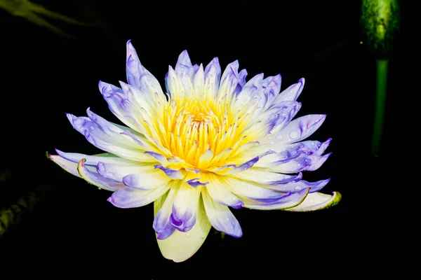 Beautiful Waterlily Lotus Flower Complimented Rich Colors Deep Blue Water — Stock Photo, Image