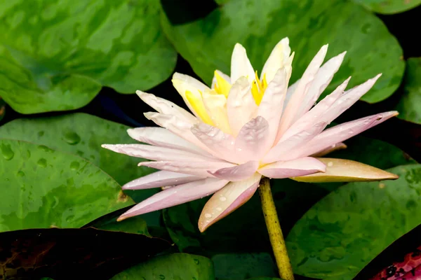 Esta Bela Flor Lírio Lótus Complementada Pelas Cores Ricas Superfície — Fotografia de Stock