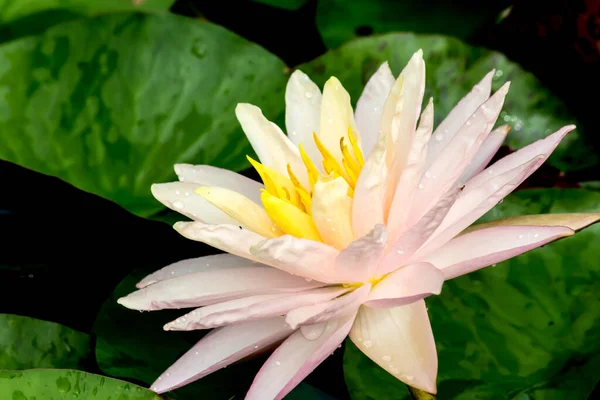 この美しい睡蓮や蓮の花は 深い青色の水面の豊かな色によって賞賛されています 彩度の高い色と鮮やかなディテールは これをほぼシュールなイメージにします — ストック写真