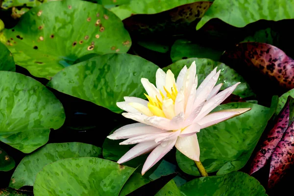 Questo Bellissimo Fiore Ninfee Loto Complimenta Con Ricchi Colori Della — Foto Stock