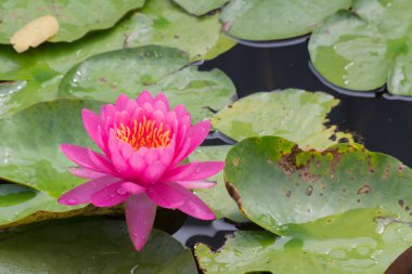 Bu güzel nilüfer çiçeği ya da nilüfer çiçeği derin mavi su yüzeyinin zengin renkleri tarafından iltifat edilir. Doymuş renkler ve canlı detaylar bunu neredeyse gerçeküstü bir görüntü yapar..