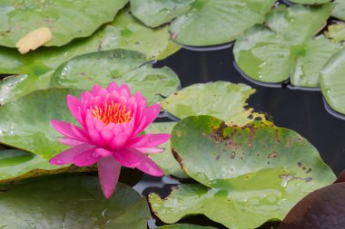 Bu güzel nilüfer çiçeği ya da nilüfer çiçeği derin mavi su yüzeyinin zengin renkleri tarafından iltifat edilir. Doymuş renkler ve canlı detaylar bunu neredeyse gerçeküstü bir görüntü yapar..