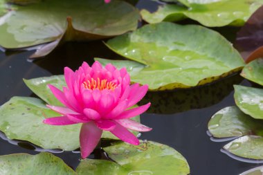 Bu güzel nilüfer çiçeği ya da nilüfer çiçeği derin mavi su yüzeyinin zengin renkleri tarafından iltifat edilir. Doymuş renkler ve canlı detaylar bunu neredeyse gerçeküstü bir görüntü yapar..