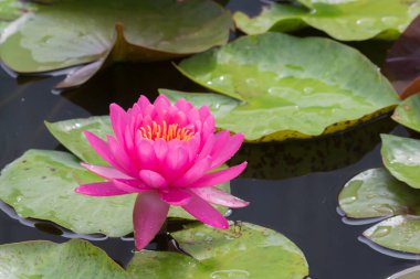 Bu güzel nilüfer çiçeği ya da nilüfer çiçeği derin mavi su yüzeyinin zengin renkleri tarafından iltifat edilir. Doymuş renkler ve canlı detaylar bunu neredeyse gerçeküstü bir görüntü yapar..