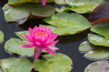 Bu güzel nilüfer çiçeği ya da nilüfer çiçeği derin mavi su yüzeyinin zengin renkleri tarafından iltifat edilir. Doymuş renkler ve canlı detaylar bunu neredeyse gerçeküstü bir görüntü yapar..