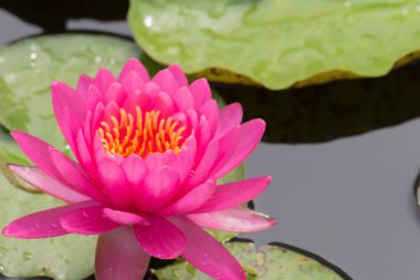 Bu güzel nilüfer çiçeği ya da nilüfer çiçeği derin mavi su yüzeyinin zengin renkleri tarafından iltifat edilir. Doymuş renkler ve canlı detaylar bunu neredeyse gerçeküstü bir görüntü yapar..